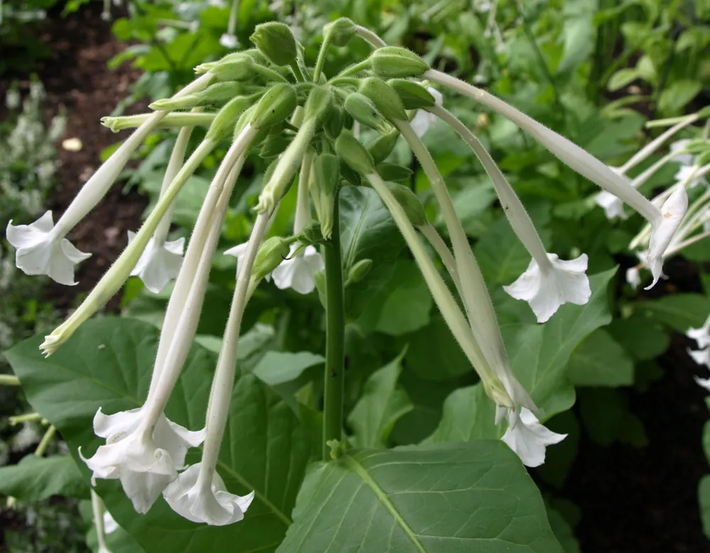 Nicotiana Sylvestris