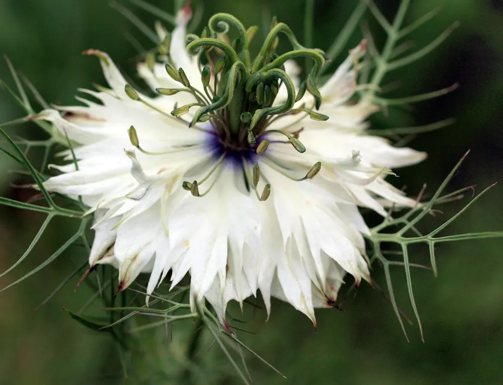 Nigella Sativa Чернушка посевная