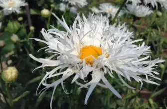 Нивяник Leucanthemum Crazy Daisy