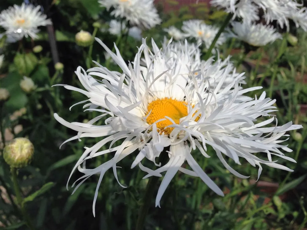 Нивяник Leucanthemum Crazy Daisy