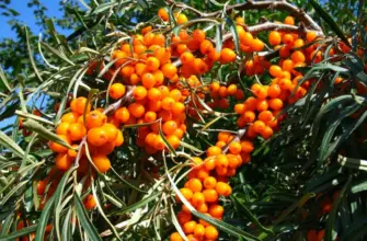 Облепиха Hippophae