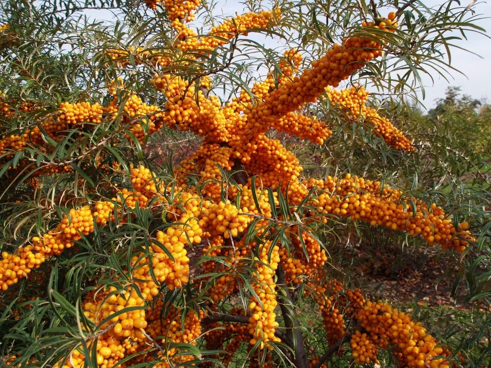 Облепиха Hippophae rhamnoides