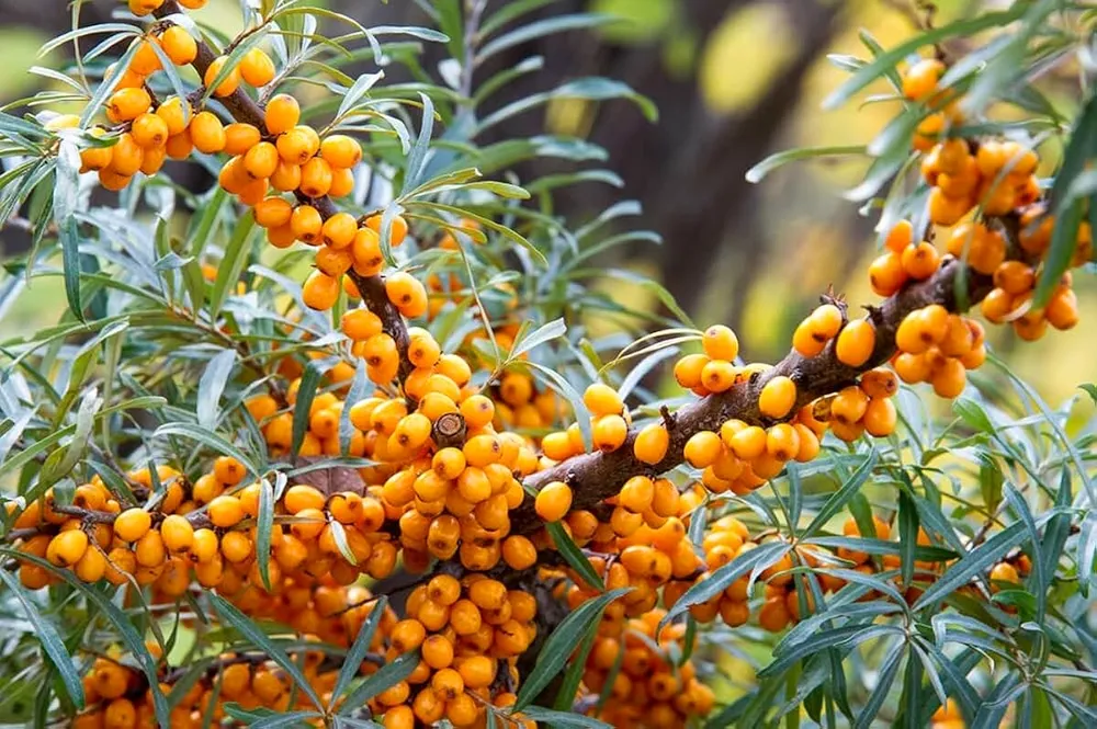 Облепиха крушиновидная Hippophae rhamnoides