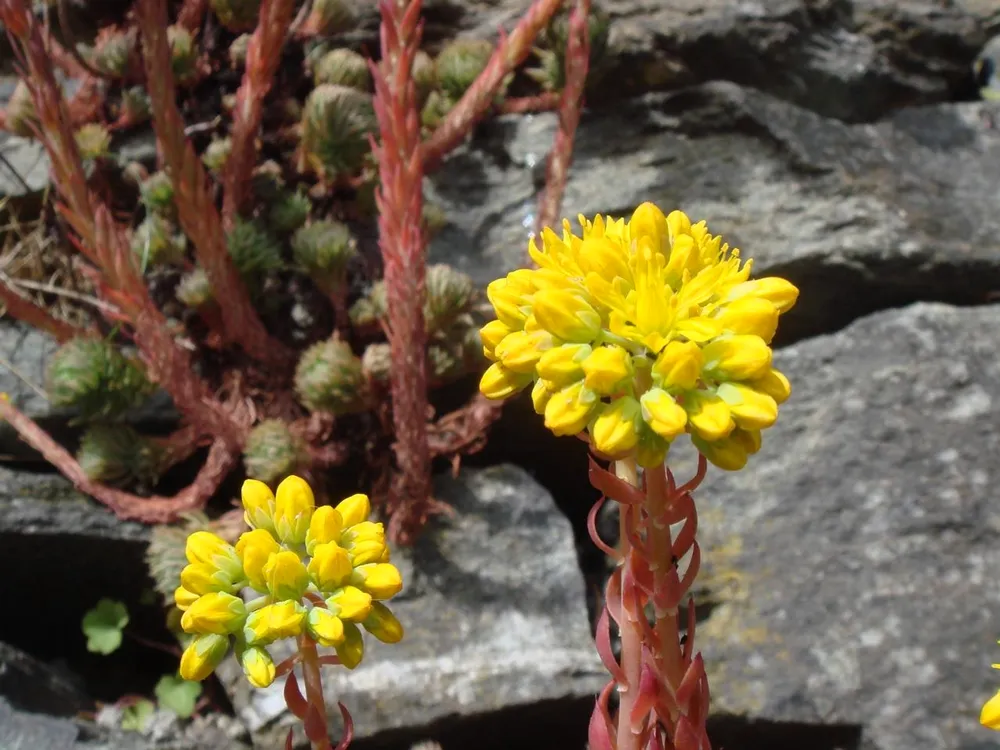 Очиток Форстера Sedum forsterianum