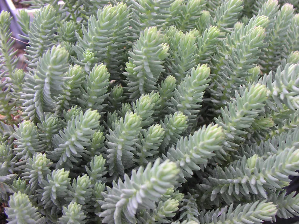 Очиток отогнутый Blue Spruce