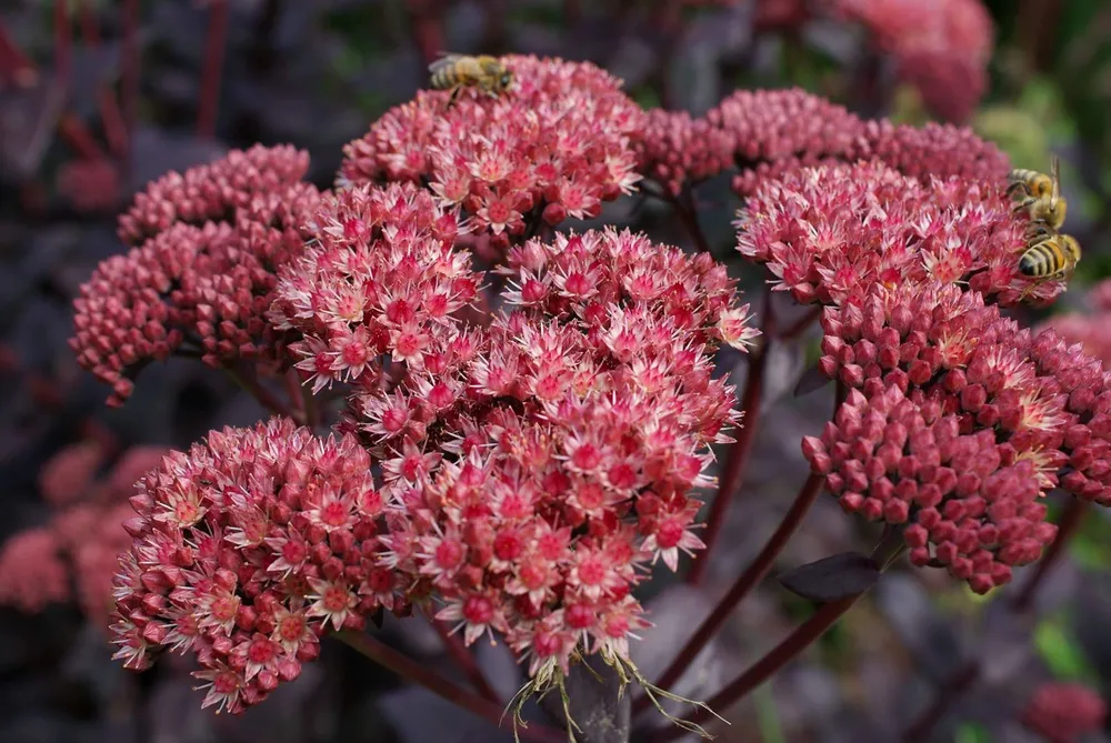 Очиток Red Cauli