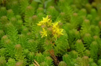 Очиток Sedum sexangulare