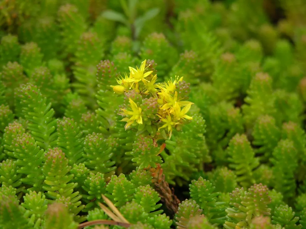 Очиток Sedum sexangulare