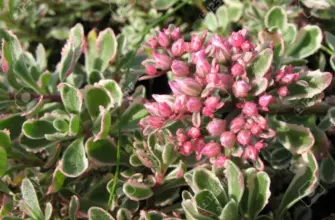 Очиток Sedum spurium Tricolor