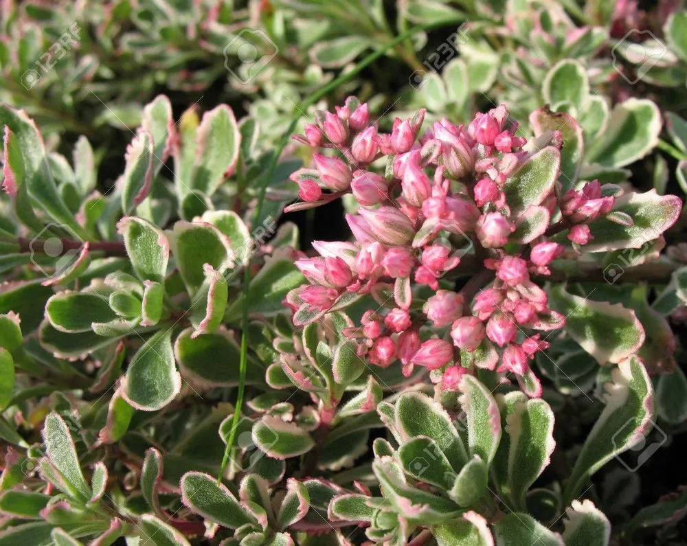 Очиток Sedum spurium Tricolor