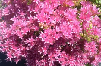 Очиток Sedum spurium Tricolor