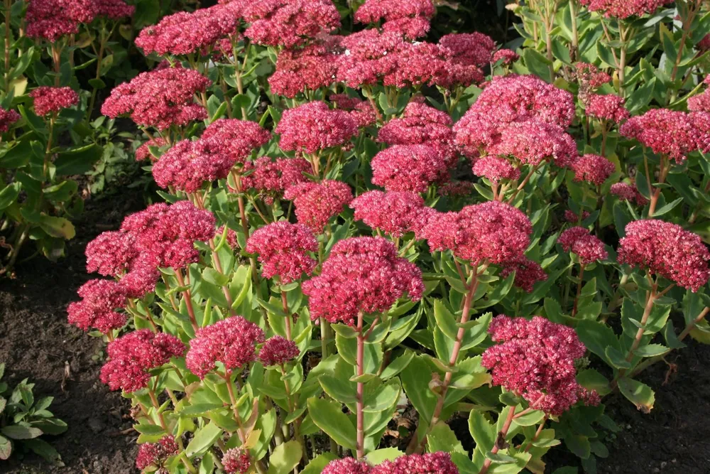 Очиток телефиум Sedum telephium `Munstead Dark Red`