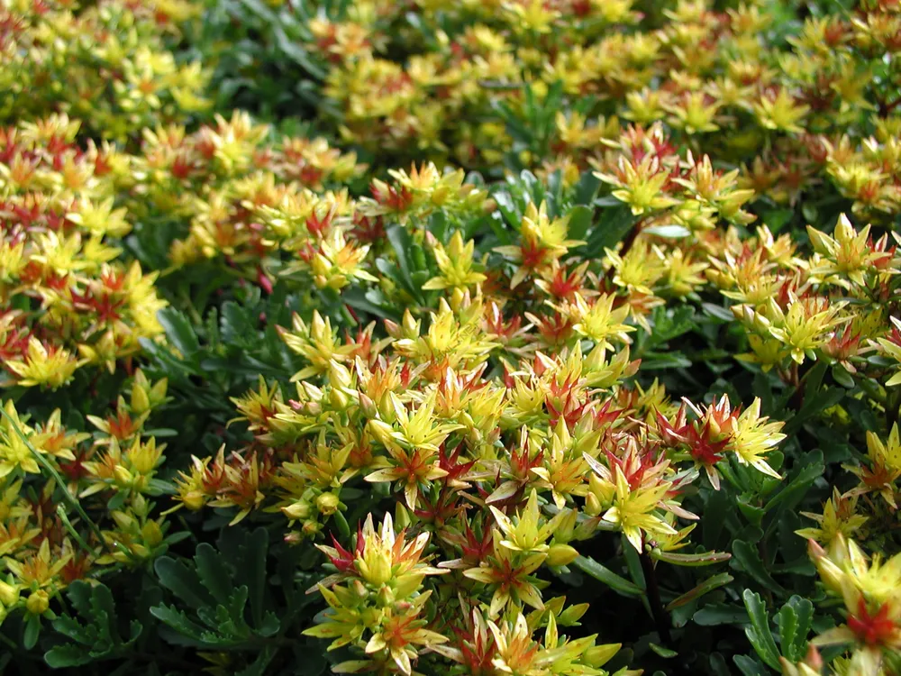 Очиток цветоносный Sedum floriferum