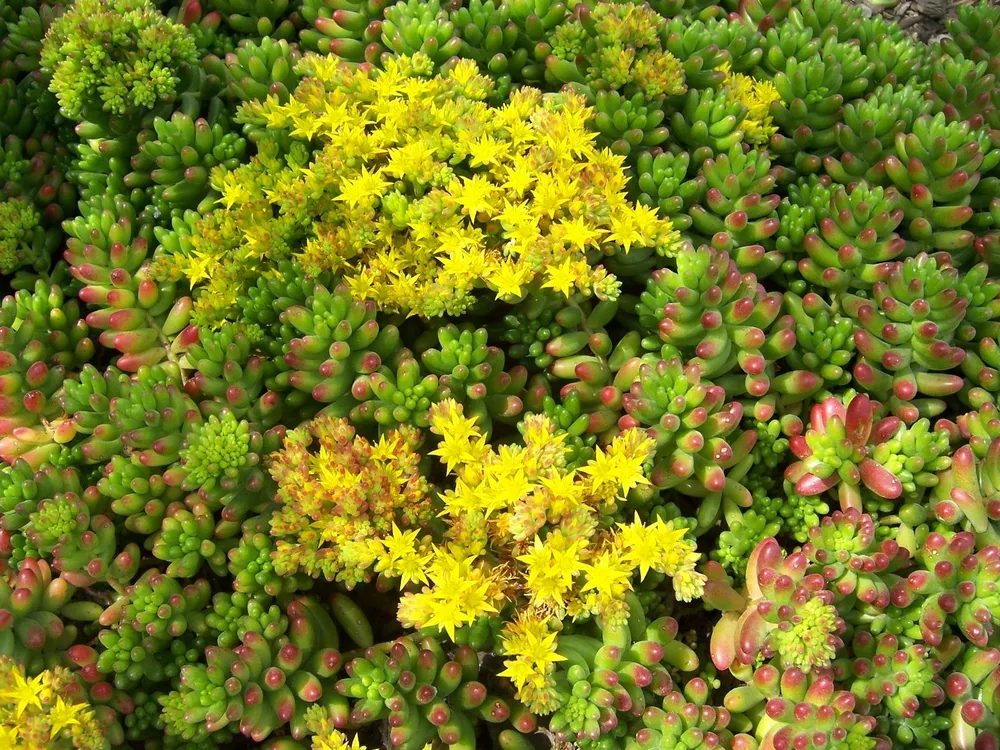 Очиток Вайнберга Sedum weinbergii