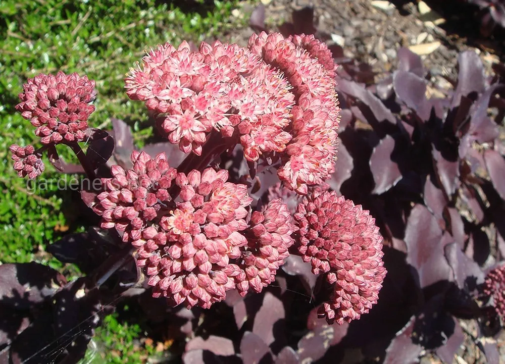 Очиток Вайнберга Sedum weinbergii