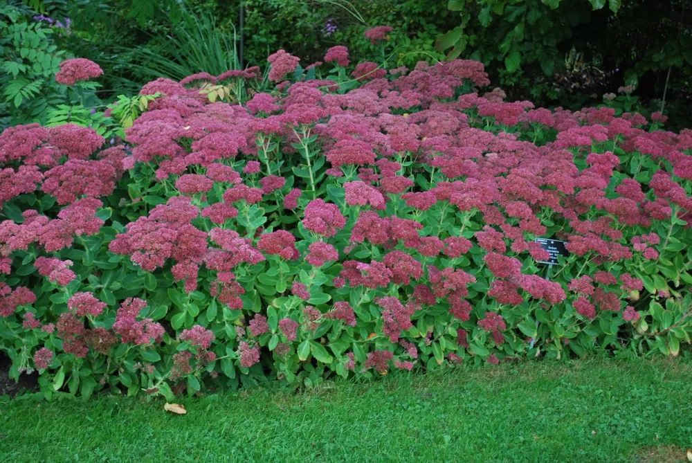 Очиток Видный Sedum spectabile `Brilliant`