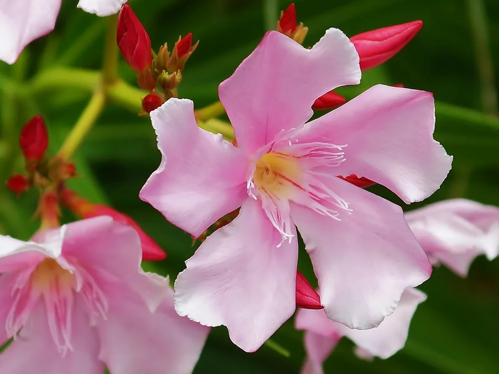 Олеандр Nerium Oleander