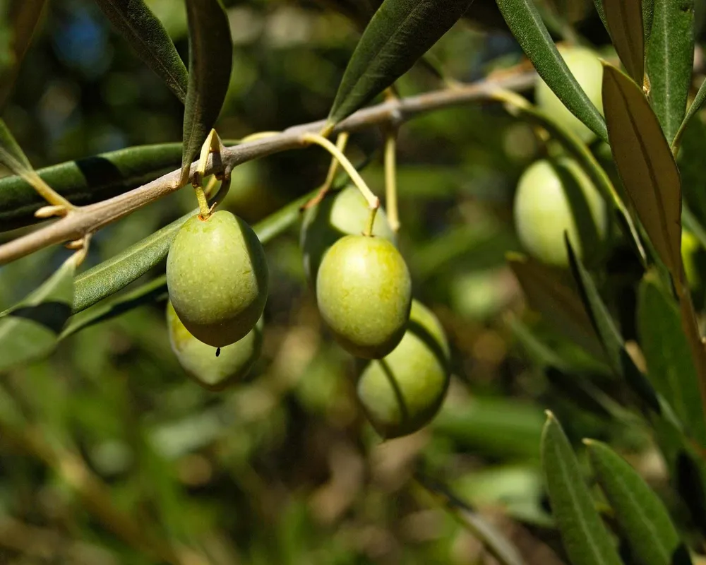 Олива европейская Olea europaea