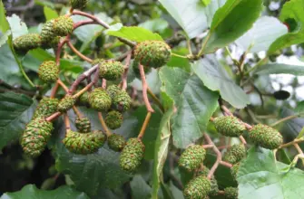 Ольха черная Alnus glutinosa