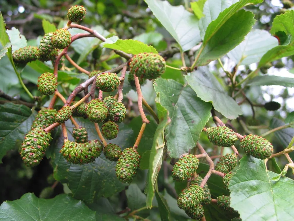 Ольха черная Alnus glutinosa