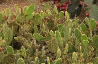 Опунция Госселина Opuntia gosseliniana