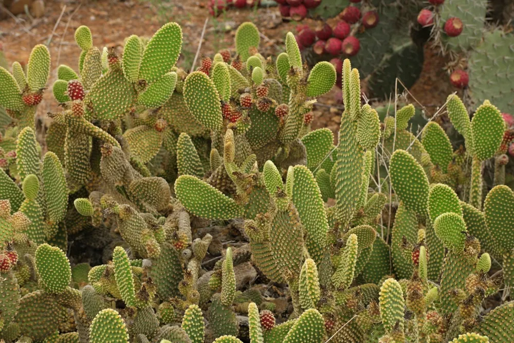 Опунция Госселина Opuntia gosseliniana