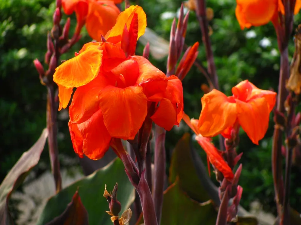 Оранжевая Канна – Orange canna