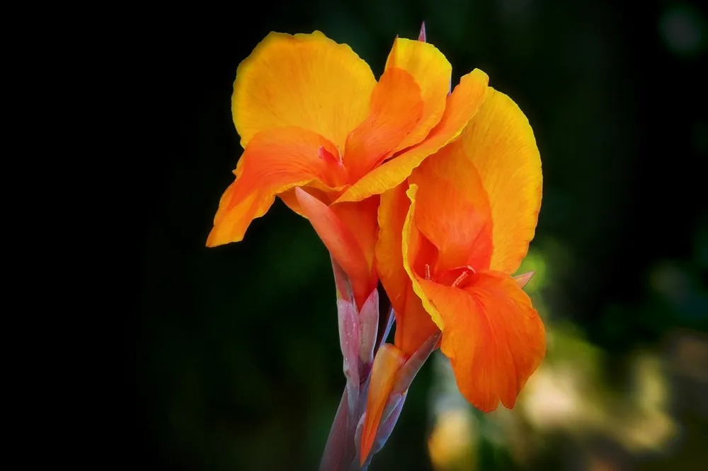 Оранжевая Канна – Orange canna