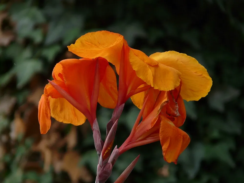 Оранжевая Канна – Orange canna