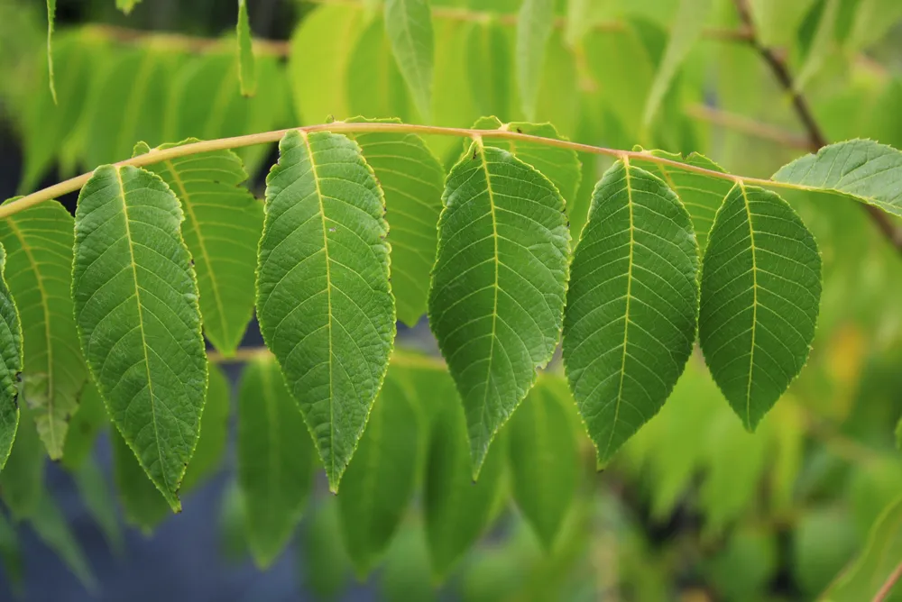 Орех черный Juglans nigra