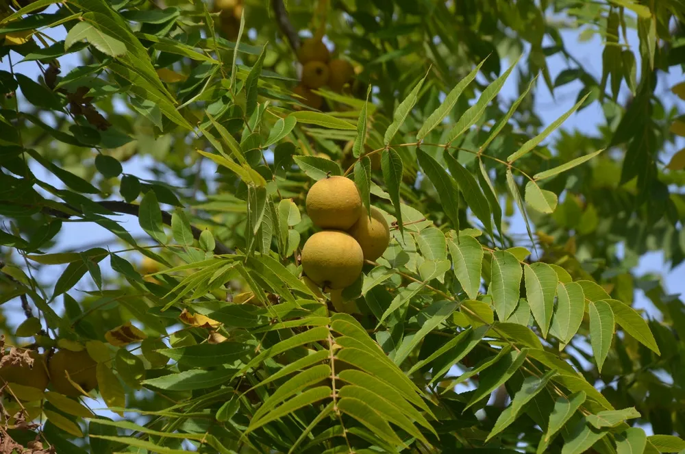 Орех черный Juglans nigra