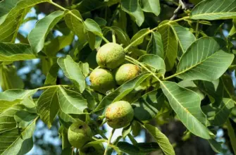 Орех грецкий Juglans Regia