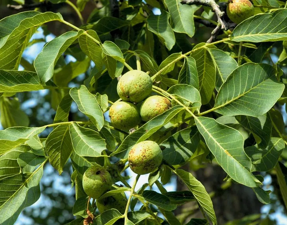 Орех грецкий Juglans Regia