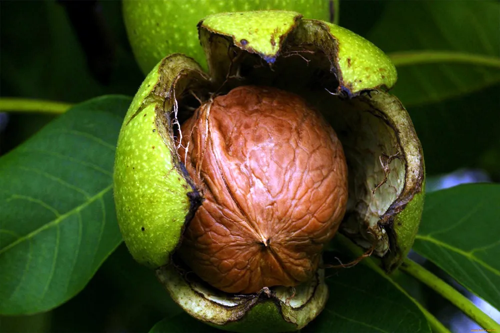 Орех грецкий Juglans Regia