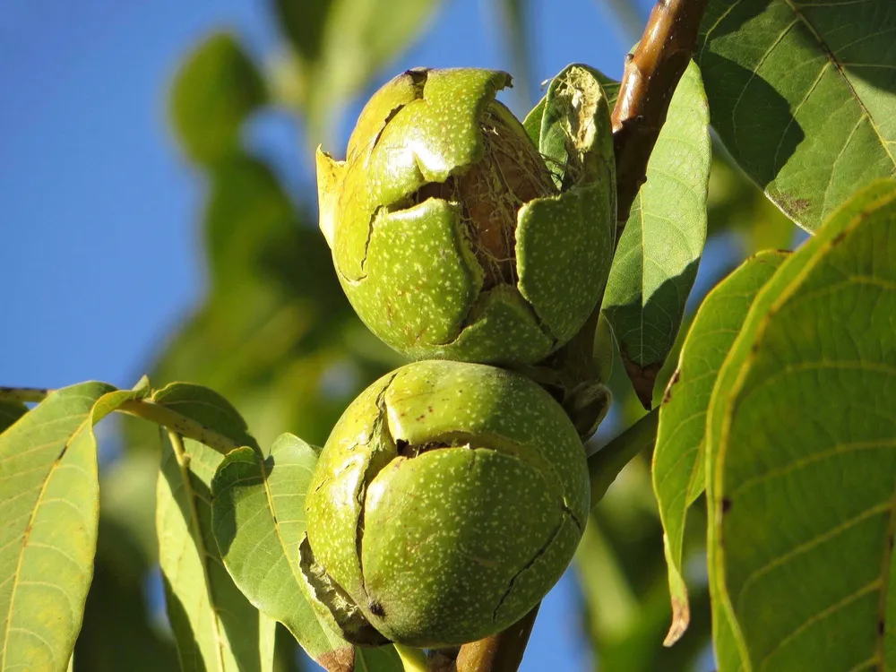 Орех грецкий Juglans Regia