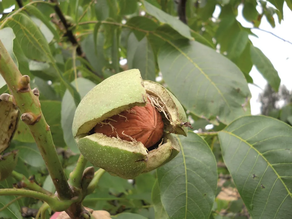 Орех грецкий Juglans Regia