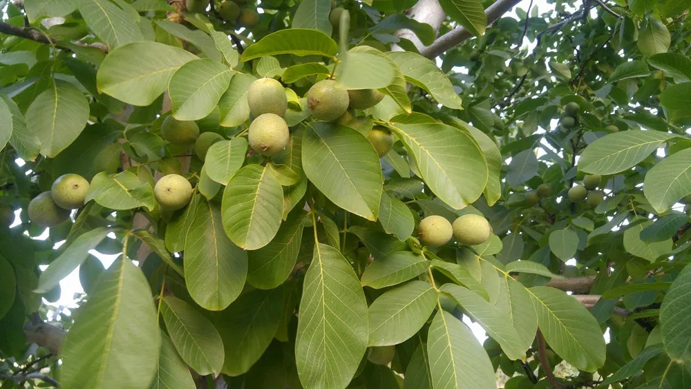 Орех грецкий Juglans Regia