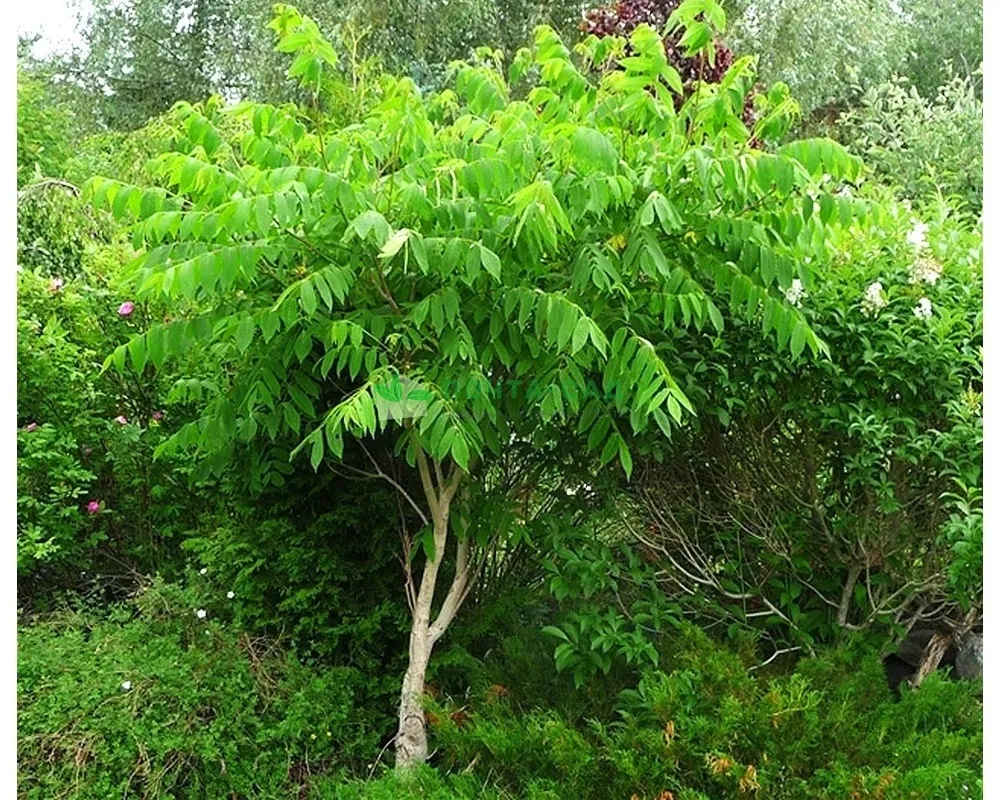 Орех маньчжурский Juglans mandshurica