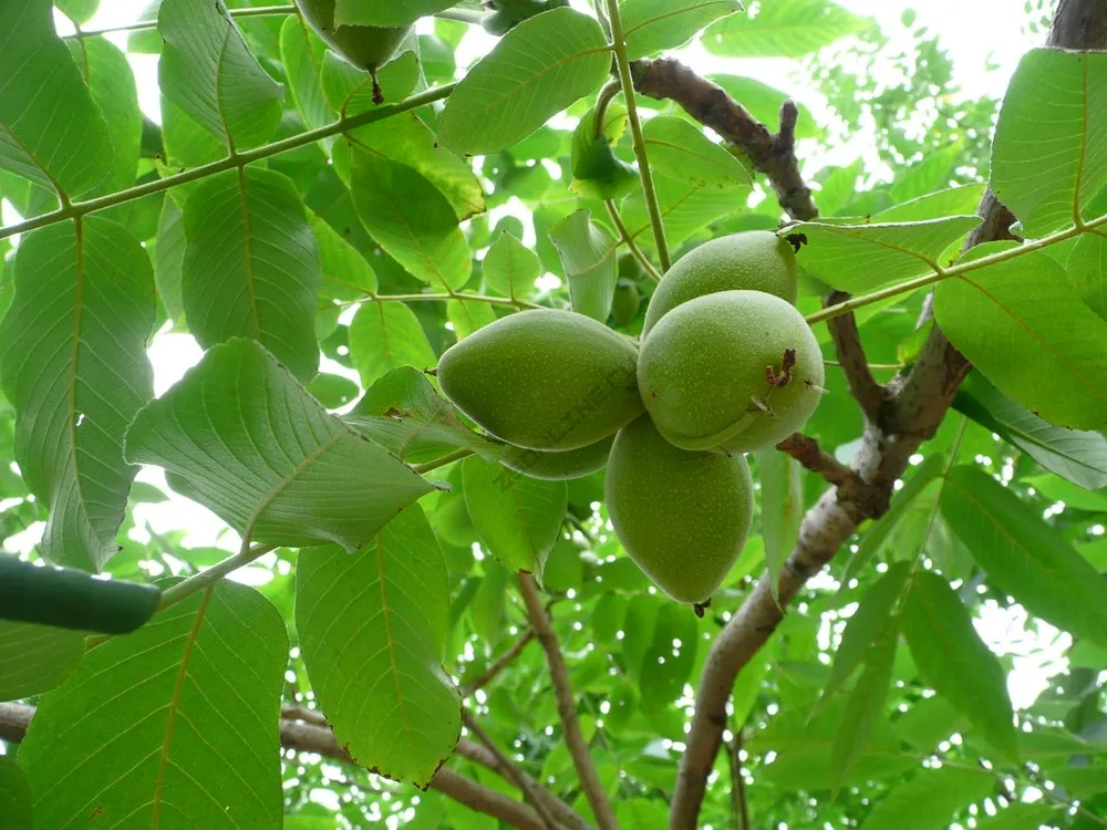 Орех маньчжурский Juglans mandshurica