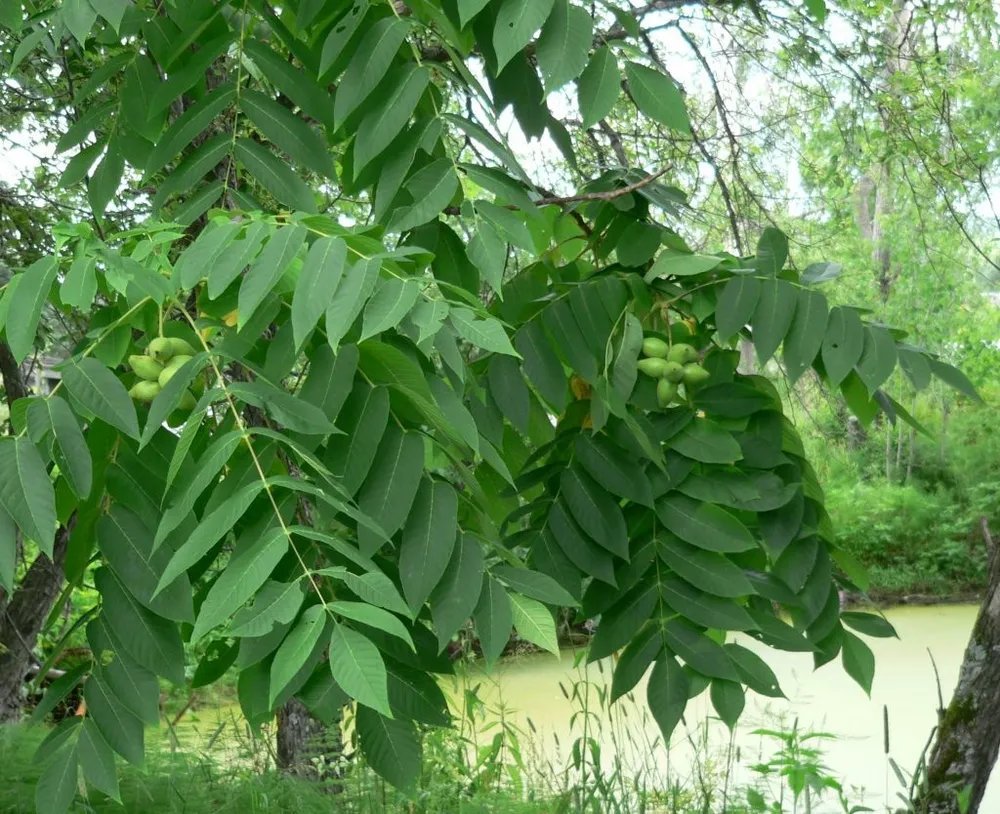 Орех маньчжурский Juglans nigra l.