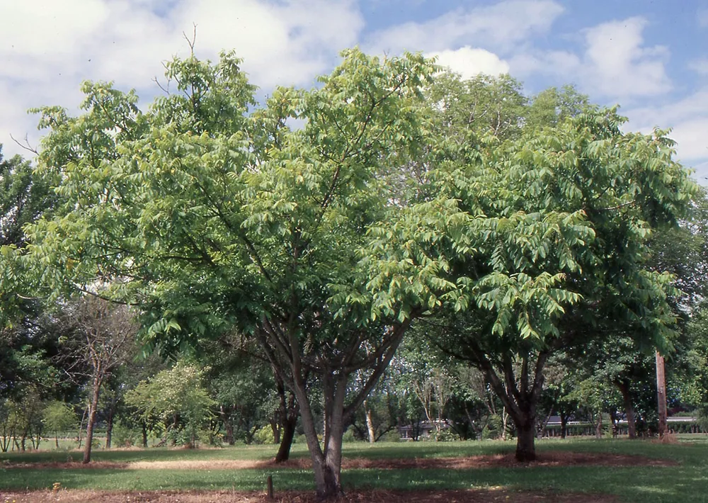 Орех сердцевидный Juglans cordiformis