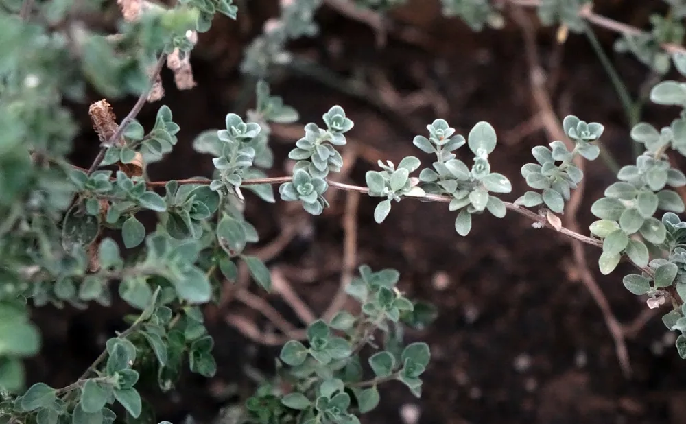 Origanum Majorana