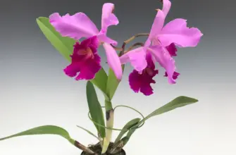 Орхидея Cattleya