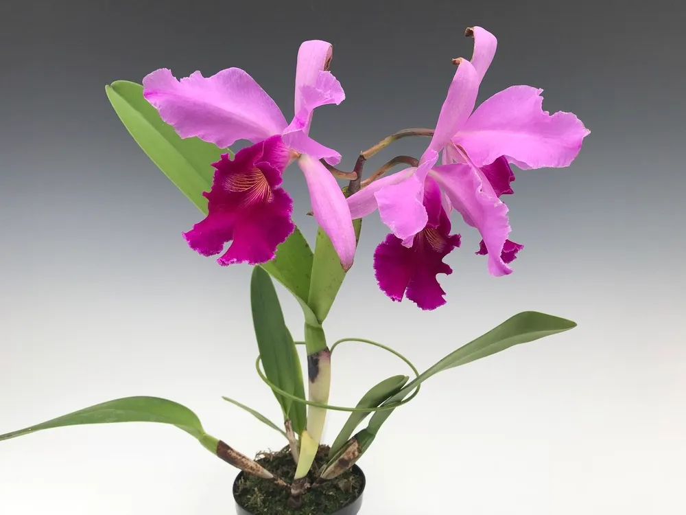 Орхидея Cattleya