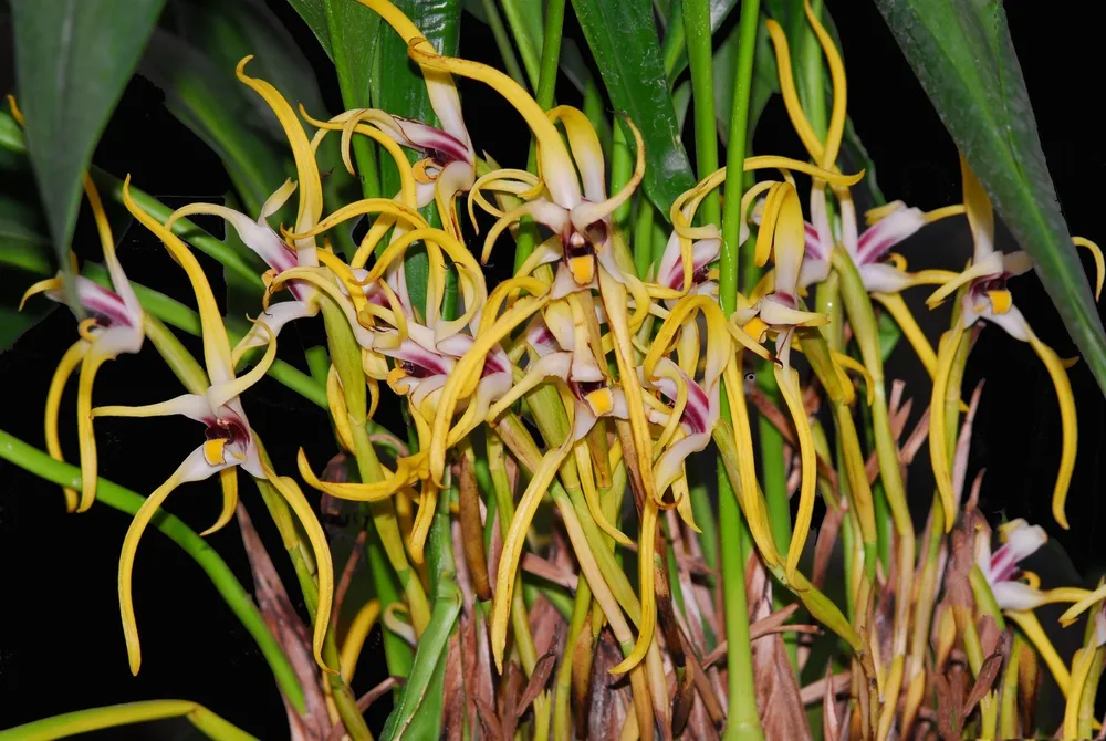 Орхидея Maxillaria dillonii