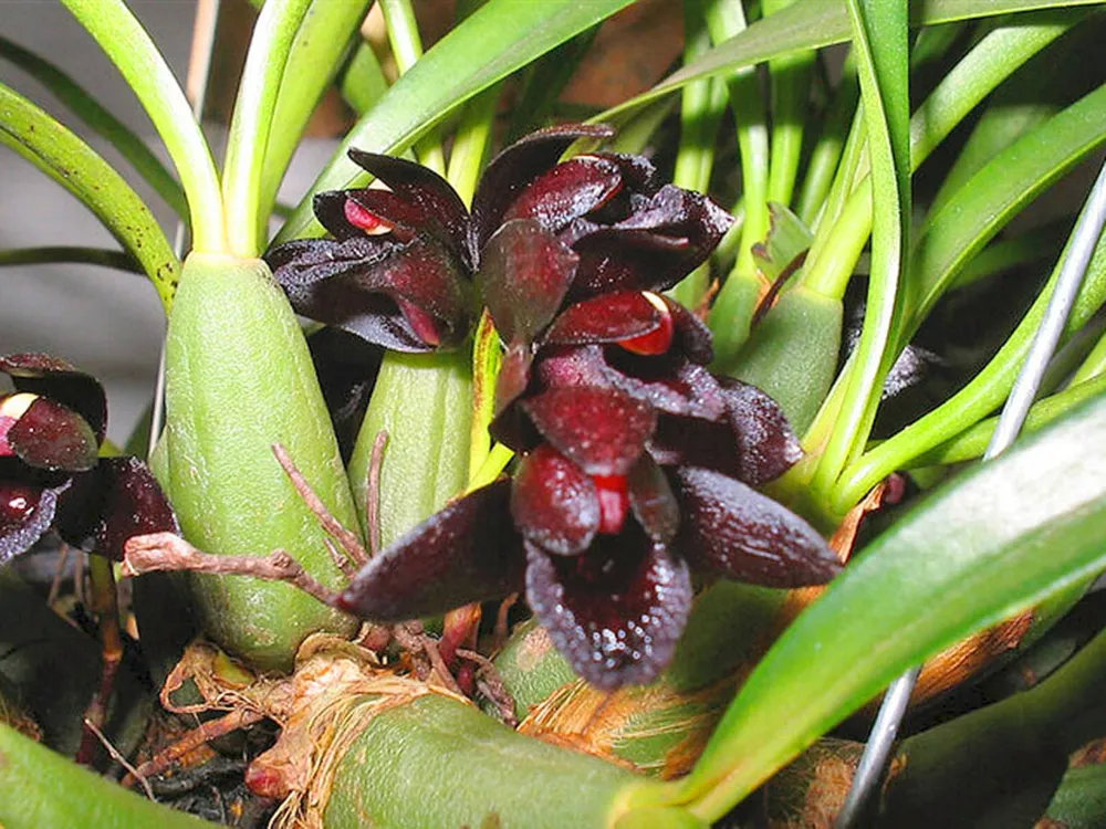 Орхидея Maxillaria variabilis