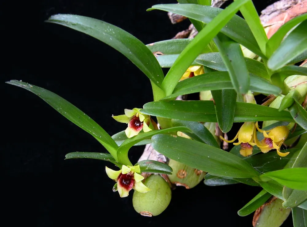 Орхидея Maxillaria variabilis