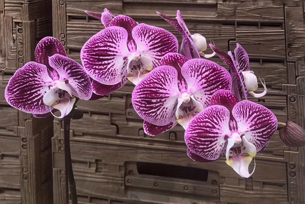 Орхидея Phalaenopsis Chengdu