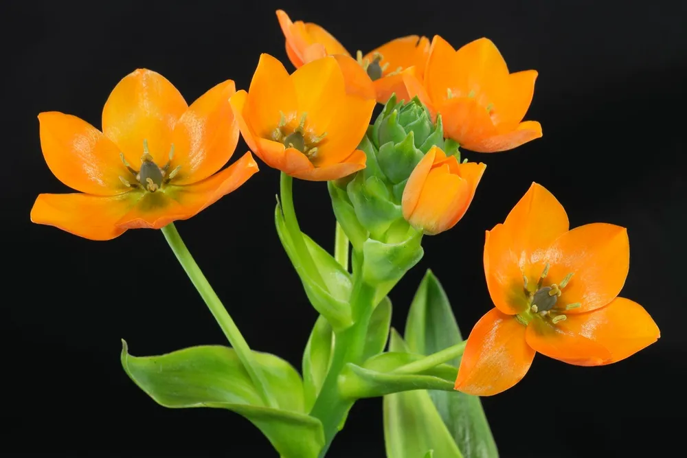 Ornithogalum dubium