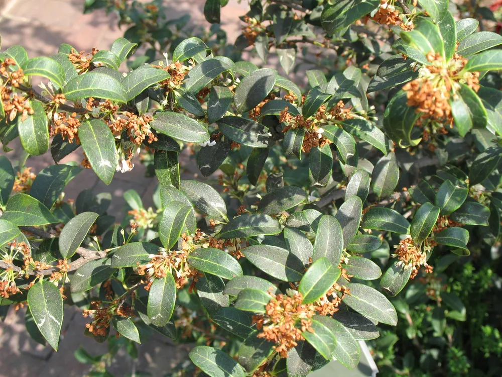 Osmanthus delavayi